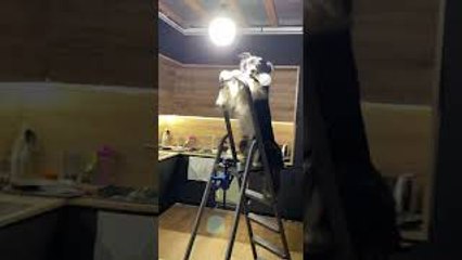 A Dog, a Lightbulb and a Ladder