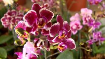 qbt-¿Sabía usted en Costa Rica crecen alrededor de 1400 especies de orquídeas-051121