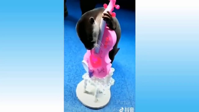 Funny And Cute Cat'S Life - Cats And Owners Are The Best Friends Videos