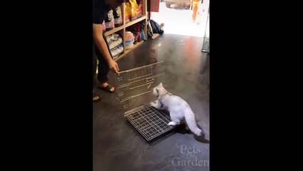 Top Funny Cat Videos Of The Weekly - Try Not To Laugh