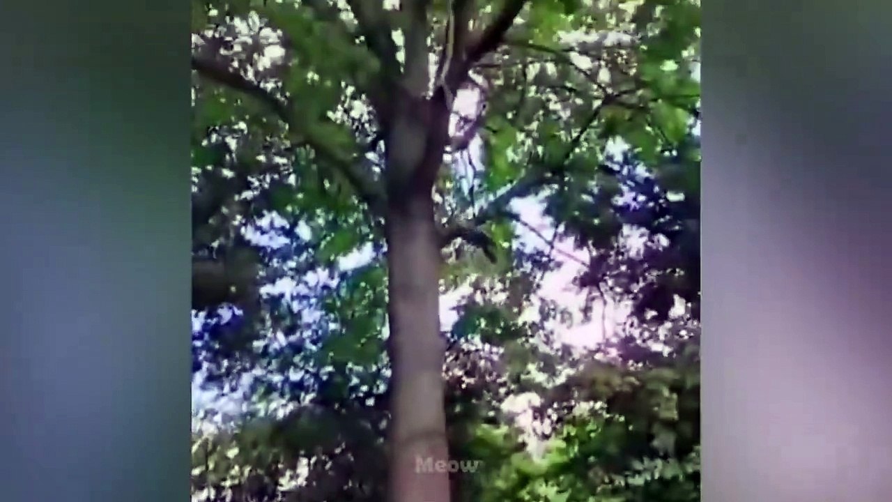 Funny Cat Reaction Videos  Try Not To Laugh - MEOW CAT