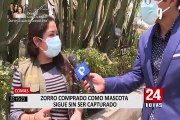 Zorro 'Run Run' no puede volver a su hábitat natural e irá a Zoológico de Huachipa