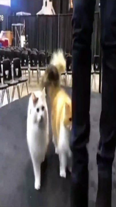 Comically competitive cats can't stop jumping over one another's backs ibz team