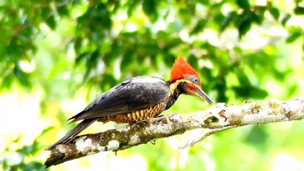 The Gods Composition - Music and sound for relaxing Yoga, sleeping and studying