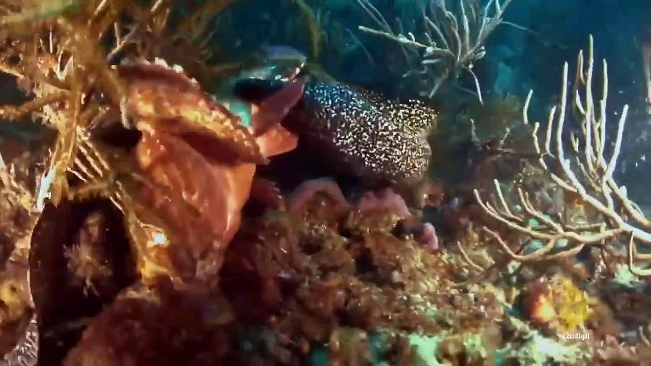 ناشونال جيوغرافيك أبوظبي _ وثائقي-  براري الكاريبي - صيادو الكاريبي