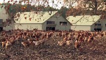 Gripe aviar | Francia ordena el confinamiento de todas las aves de corral