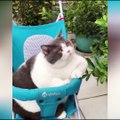OMG So Cute Cats ♥ Best Funny Cat Videos 2021 ♥ cute and funny cat complement video #53