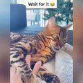 OMG So Cute Cats ♥ Best Funny Cat Videos 2021 ♥ cute and funny cat complement video #55