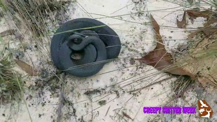 شاهد.. فيديو مخيف لثعبان يتظاهر بالموت