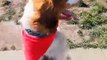 الكلب المعجزة: تعلم المشي مثل الإنسان ليتكيف مع فقد ساقه بالفيديو