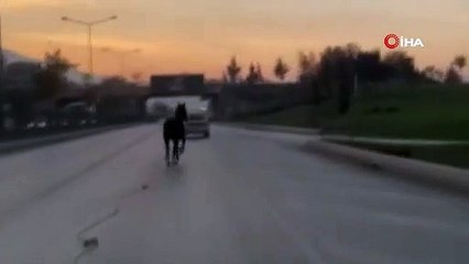Bursa'da başıboş at anayolda tehlike saçtı