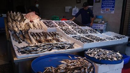 KARADENİZ'DE HAMSİ BOLLUĞU