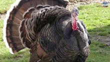 هل تعلم أن الديك الرومي يمكنه الطيران في السماء / Did you know that a turkey can fly in the sky