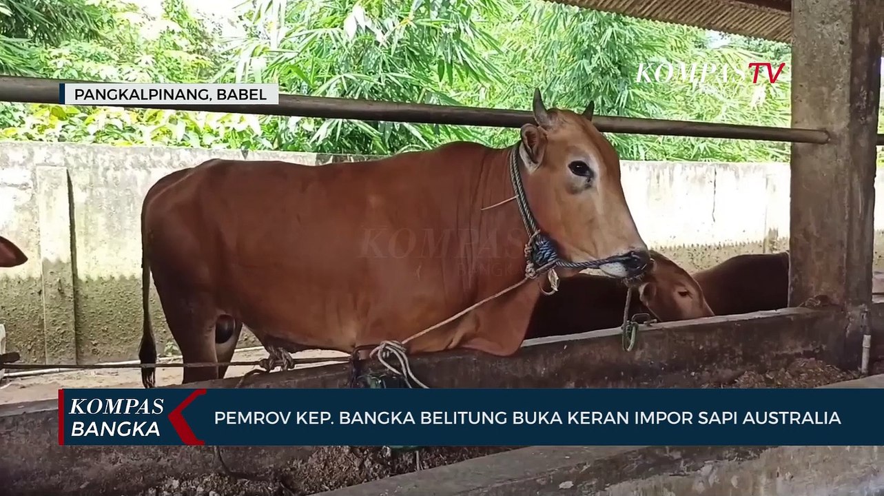 Pemrov Kep. Bangka Belitung Buka Keran Impor Sapi Australia