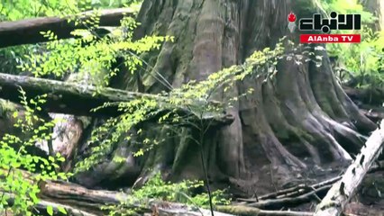 حرب غابات في غرب كندا لإنقاذ الأشجار القديمة