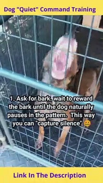 Dog Quiet Command Training | How to Teach a Dog Quiet Command
