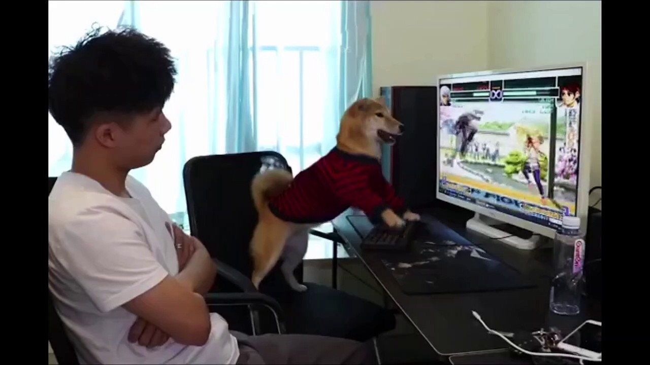 Funniest pets !! funniest animals video ever