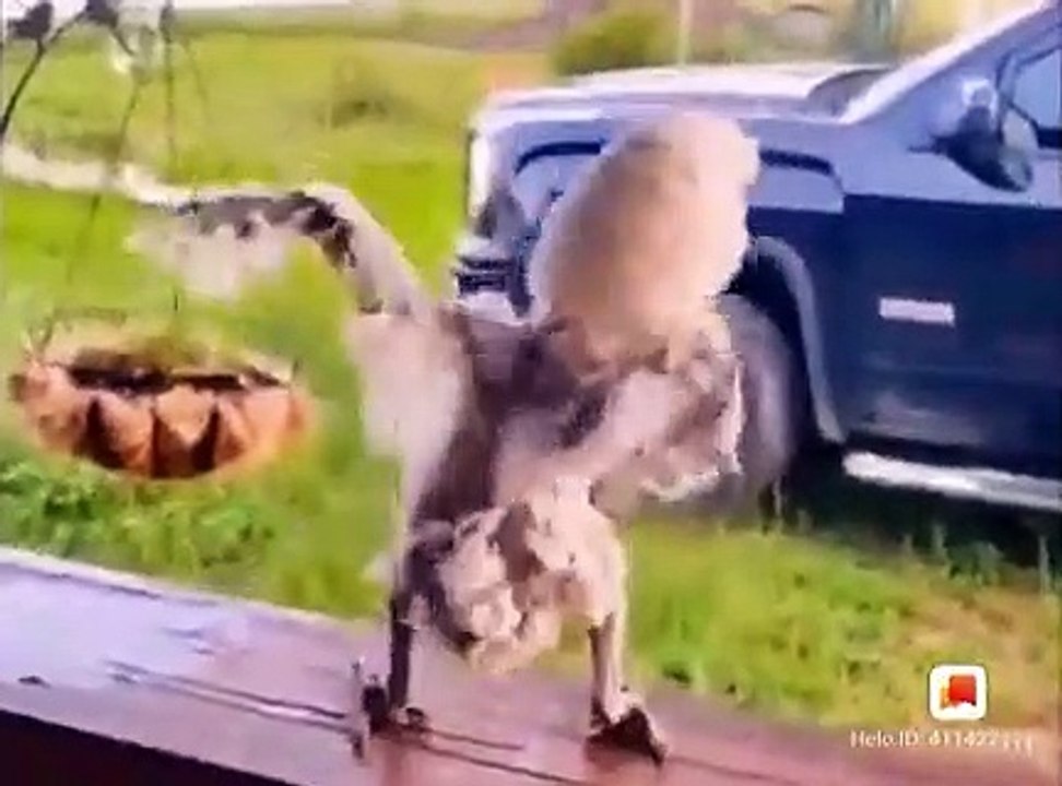 Trụi lông nhưng a vẫn yêu đời