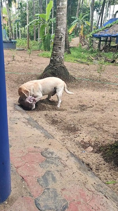 Lab Caught Burying Rag in Dirt