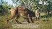 Le lynx ibérique : bientôt sauvé de l'extinction ?