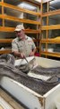 Una enorme serpiente atacó a su cuidador durante una transmisión en vivo
