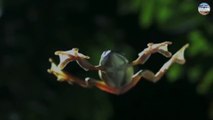 ضفادع تستطيع الطيران في السماء / Frogs can fly in the sky