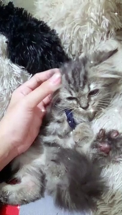 Very spoiled baby cat