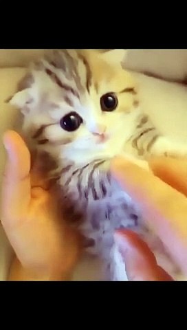 Funny cats videos