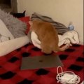 Baby Cats - Cute Cats - Adorable Cats - Funny Cats Compilations PART 20