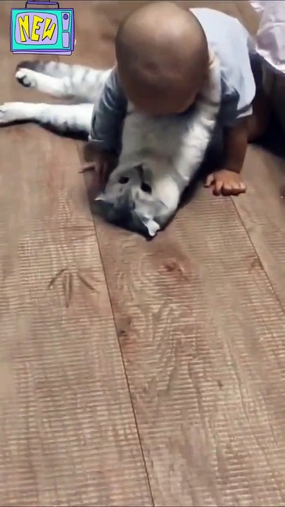 Kucing lucu Sedang Bermain dengan anak kecil