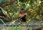 Capuchin Monkey Scratching