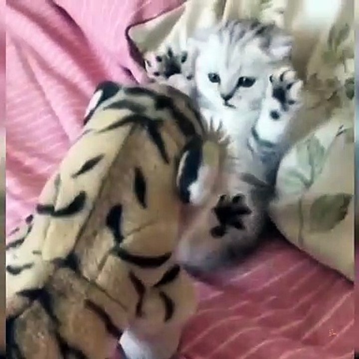 OMG So Cute Cats ♥ Best Funny Cat Videos 2021 ♥ cute and funny cat complement video #58