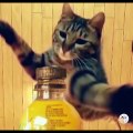 OMG So Cute Cats ♥ Best Funny Cat Videos 2021 ♥ cute and funny cat complement video #59