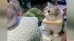 OMG So Cute Cats ♥ Best Funny Cat Videos 2021 ♥ cute and funny cat complement video #62