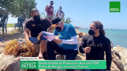 Cultivando Patria | Con el cultivo de algas Cottoni se obtienen geles para la industria farmacéutica