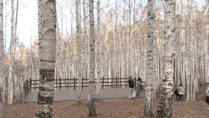 만추(晩秋) 속으로...가을동화 풍경 인제 자작나무 숲 / YTN