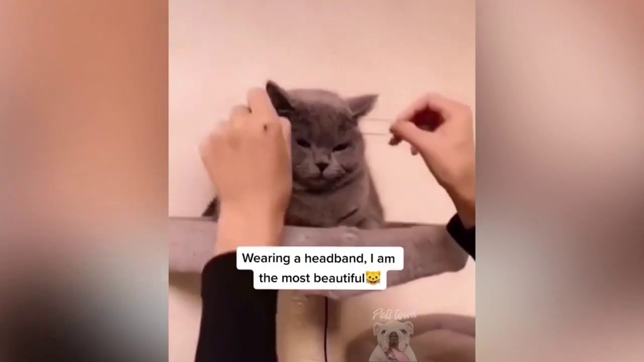 Funny Pet Videos - TRY NOT TO LAUGH