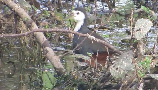 Indian Flora and Fauna-Rare Indian Duck