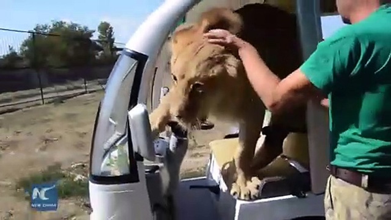 Ce lion est en manque de calin... adorable mais impressionnant