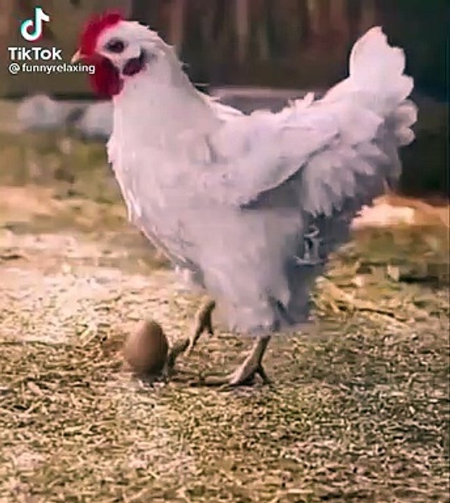 عجائب الدنيا دجاجة تلعب ببيضها