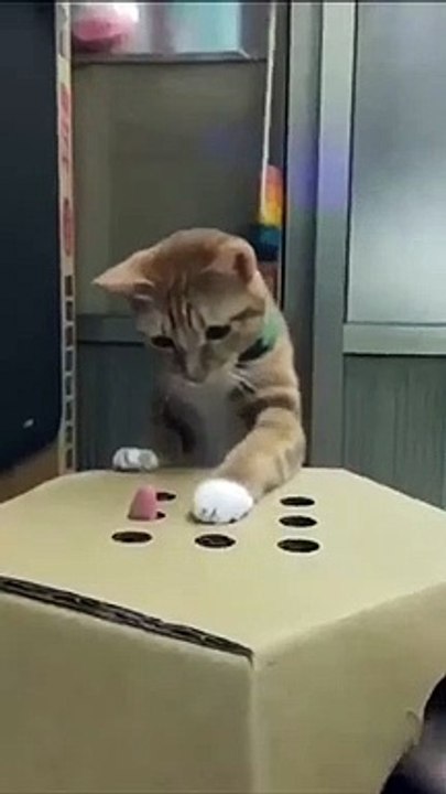 bu kedi çok zeki