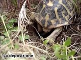 Deposizione tartaruga di terra