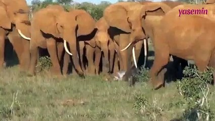 Yeni doğan yavruyu görmeye gelen fil sürüsü