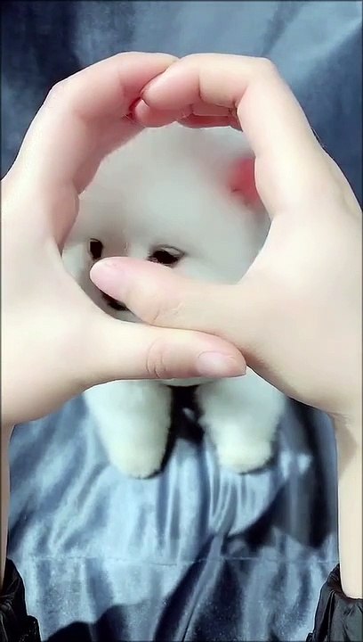 cute dog