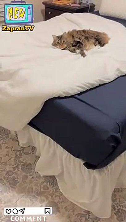 kucing lucu di tempat tidur