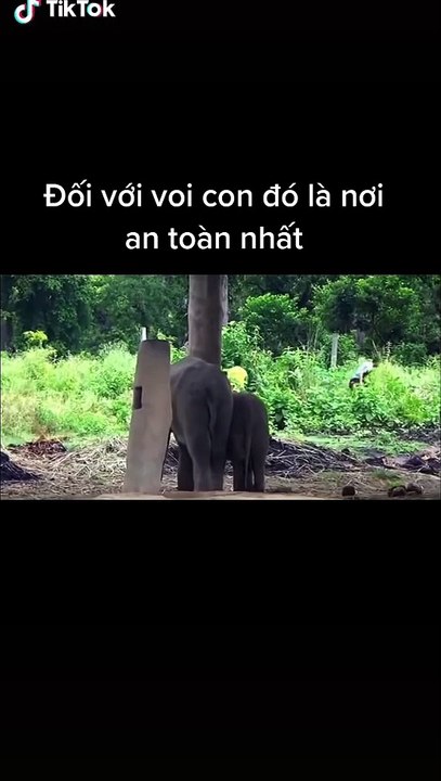 Clip voi con sợ hãi chạy đi tìm mẹ khi có biến khiến CĐM thích thú