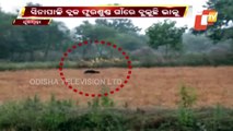 Wild Bear Creates Panic After Intruding Into A Village In Nuapada