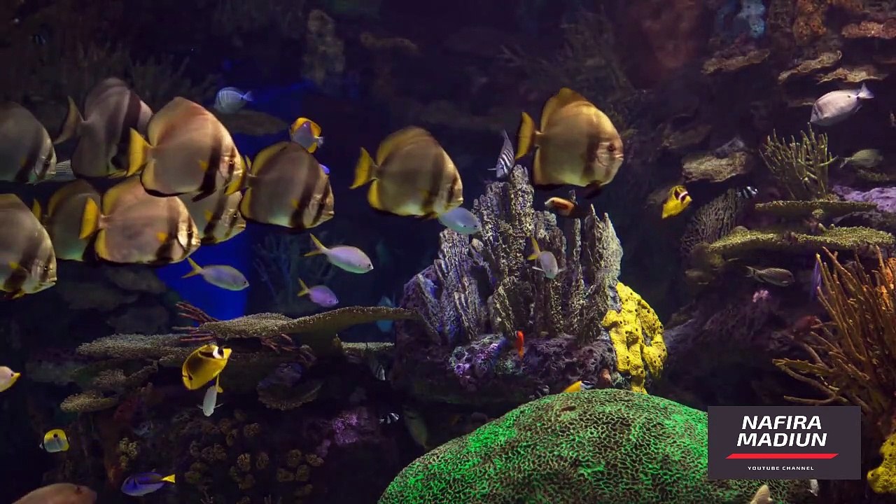 The Top 7 Fish Facts! | NafiraMadiun