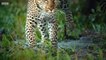 Serengeti II (BBC) - Tráiler V.O. (HD)