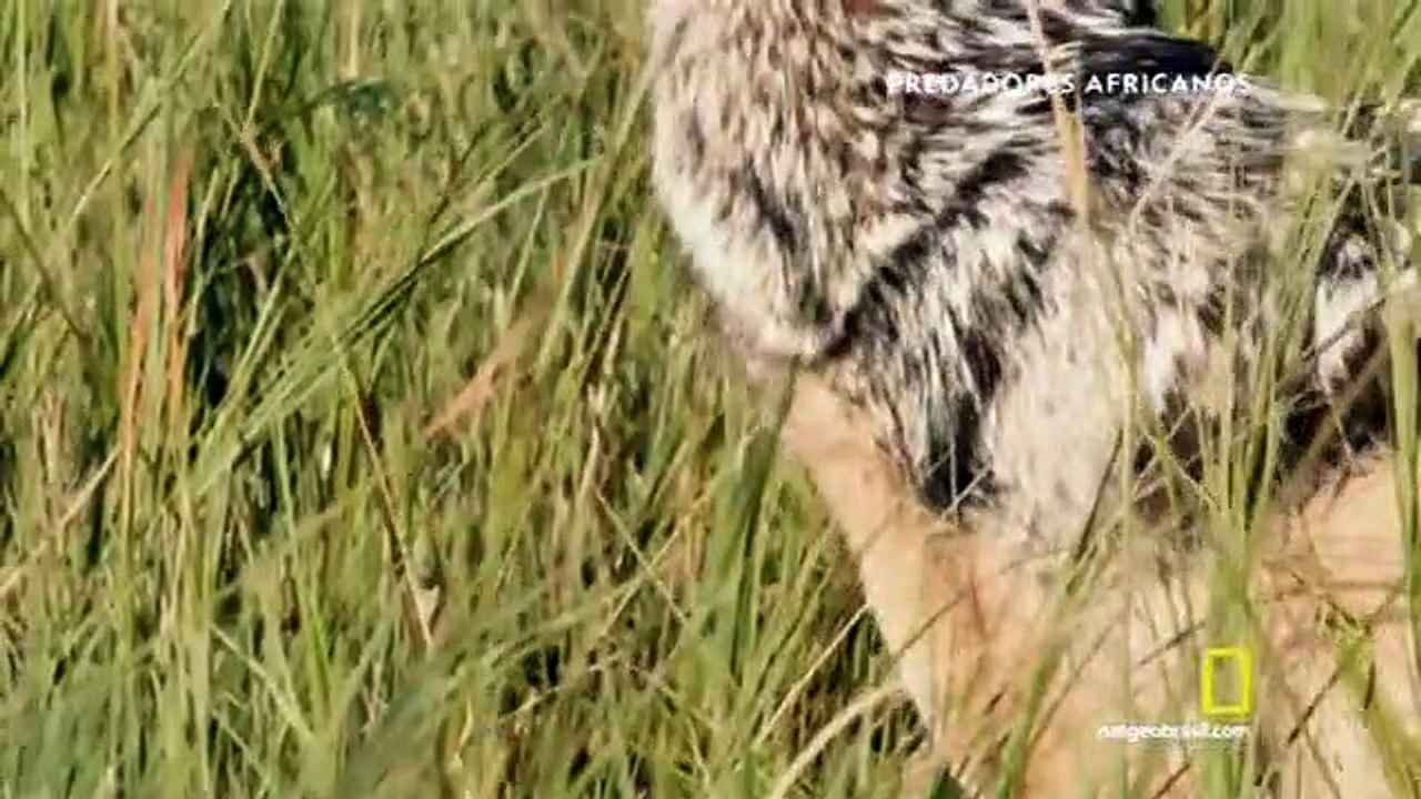 Doc. Animal - Predadores Africanos - Roubar ou Morrer